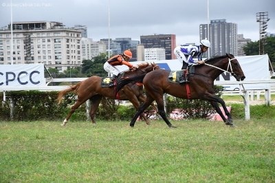 Gran Vic &ndash; Stud Freedom &ndash; Porfirio Menezes