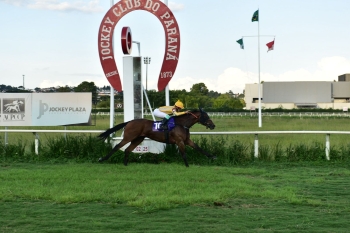 Osten &ndash; Haras Cima &ndash; Felipe Neves