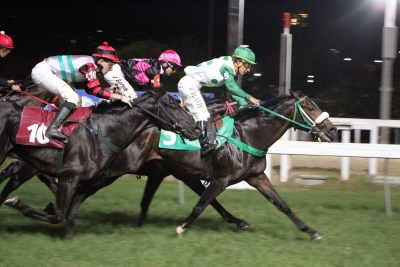 Un Chat En Sac &ndash; Gerson Martins