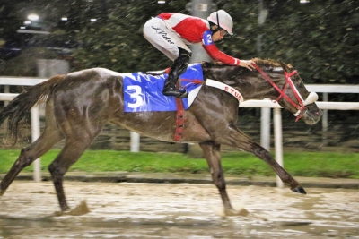 Lusty Pacific &ndash; Stud H & R &ndash; Sylvio Rondinelli