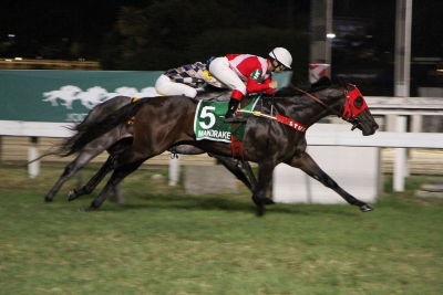 Mandrake &ndash; Stud H & R &ndash; Gerson Martins