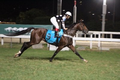 Mapa do Brasil &ndash; Haras do Morro &ndash; Gerson Martins