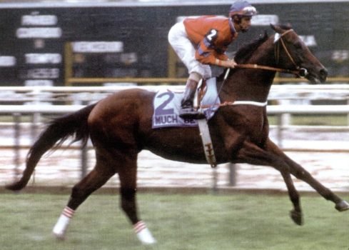 O supercraque, Much Better, segundo J. Ricardo, &eacute; o melhor cavalo, entre os milhares que montou